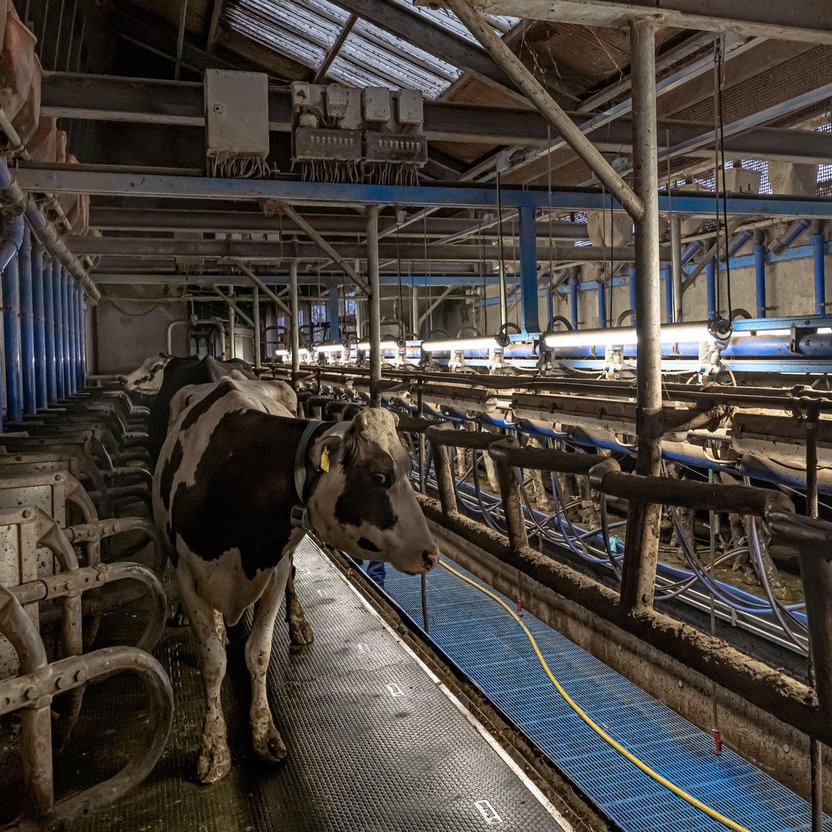 LED's Light Pro FarmPro LED TL armatuur 150 cm - Agrarische LED TL verlichting - Ammoniak- en waterbestendig - IP69K - IP67 - D Mark TL verlichting LED.nl