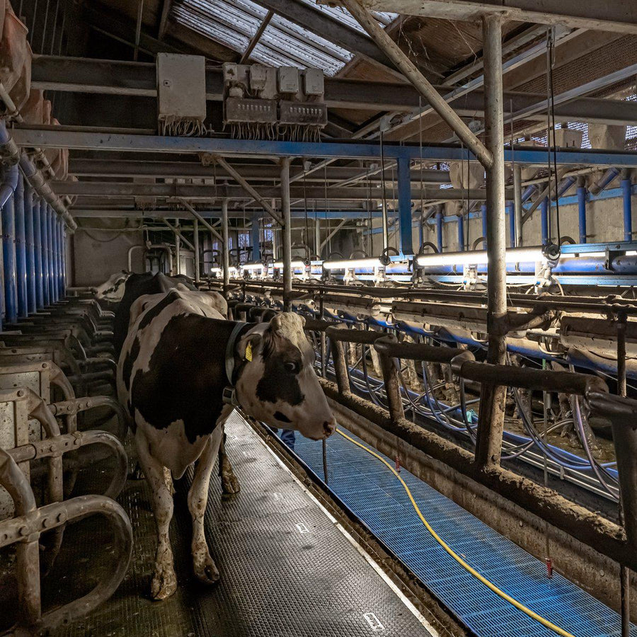 FarmPro LED TL armatuur 150 cm - Agrarische LED TL verlichting - Ammoniak- en waterbestendig - IP69K TL verlichting LED.nl
