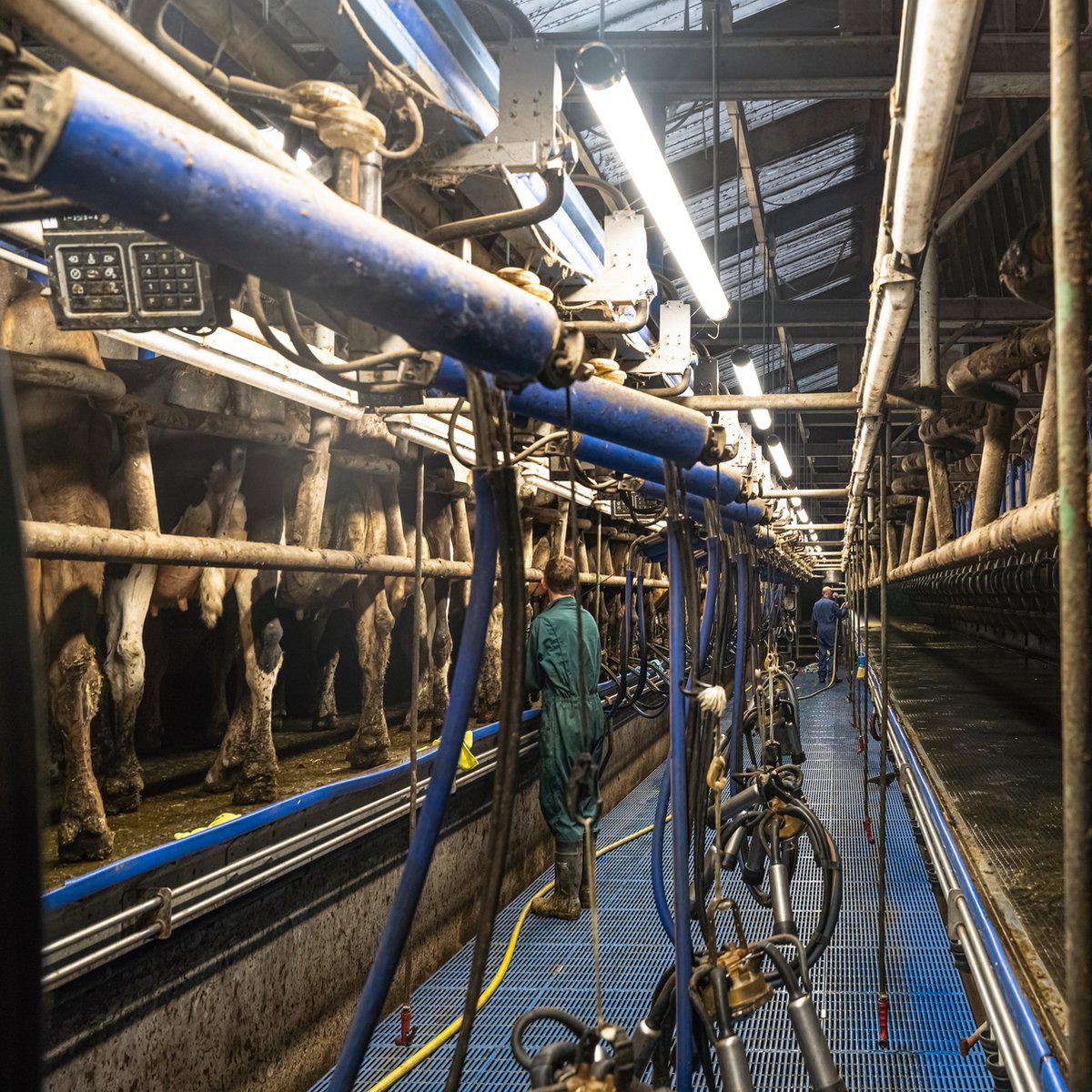 LED's Light Pro FarmPro LED TL armatuur 150 cm - Agrarische LED TL verlichting - Ammoniak- en waterbestendig - IP69K - IP67 - D Mark TL verlichting LED.nl