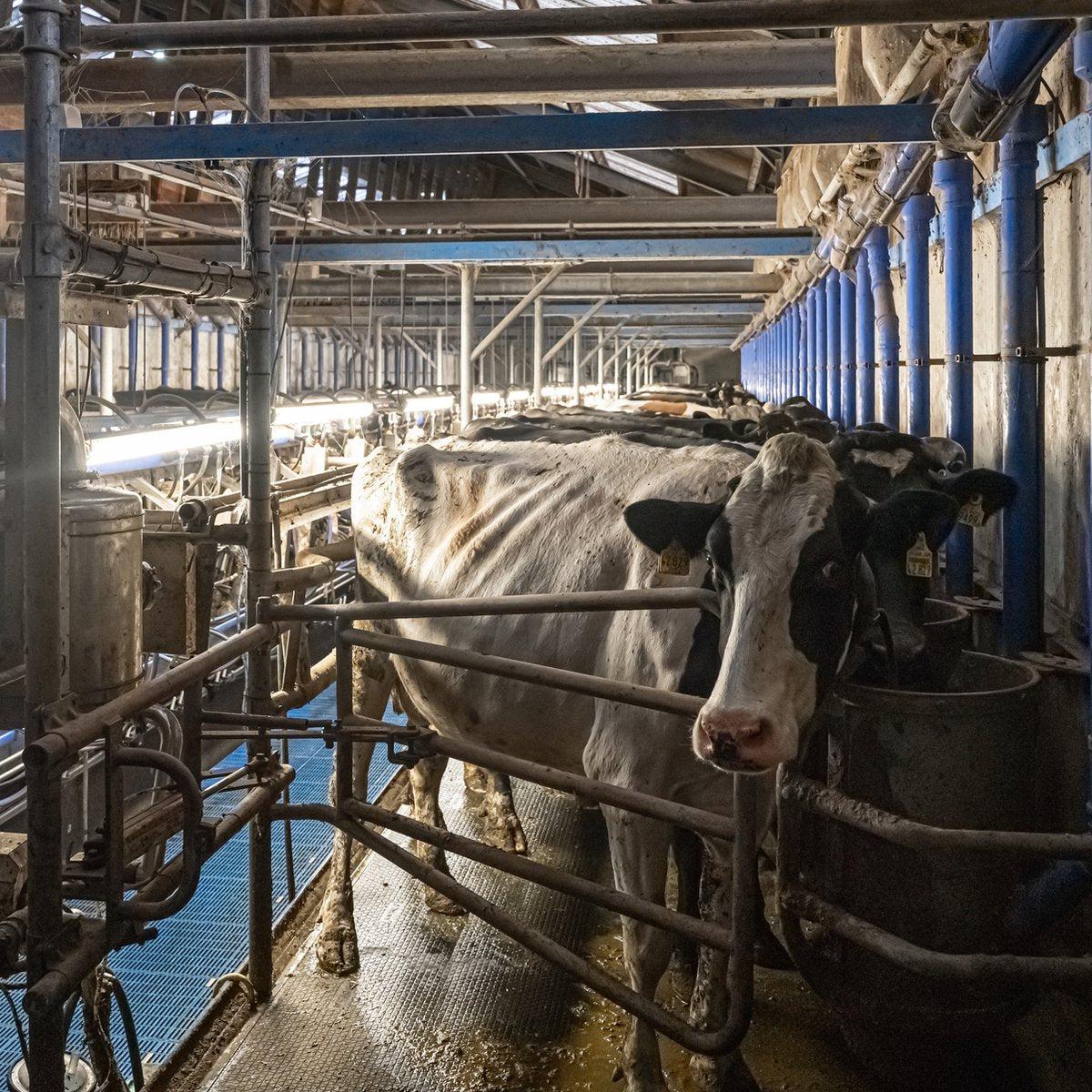 LED's Light Pro FarmPro LED TL armatuur 150 cm - Agrarische LED TL verlichting - Ammoniak- en waterbestendig - IP69K - IP67 - D Mark TL verlichting LED.nl